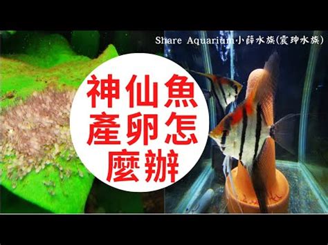 神仙魚繁殖秘笈|魚友分享：埃及神仙飼養掃盲繁殖全攻略！（觀賞魚世。